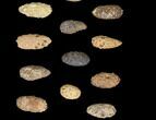 Lot: Fossil Seed Cones (Or Aggregate Fruits) - Pieces #148856-2